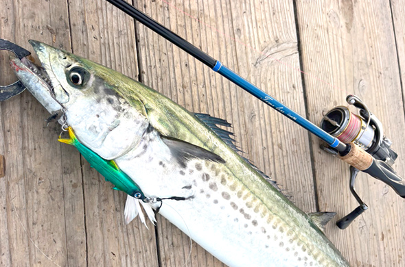 TIMELESS（タイムレス）