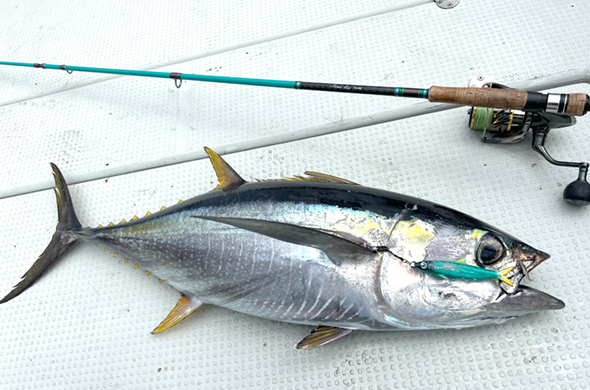 TIMELESS（タイムレス）