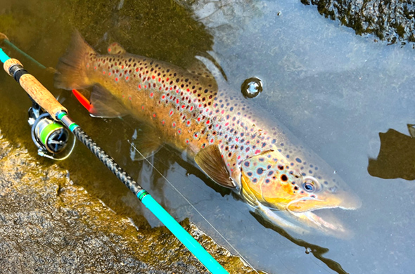 TIMELESS（タイムレス）